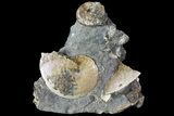 Sphenodiscus Ammonite- South Dakota #73864-1